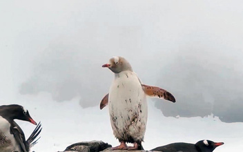 Забыла надеть «фрак»: фотограф снял самку пингвина с необычным окрасом оперения