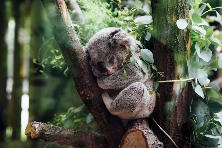 Коалы спят и питаются на деревьях  | Источник: Jordan Whitt via Unsplash