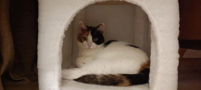 Источник: «Фонтанка.ру»