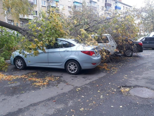 В Белорецке одно дерево повредило сразу три машины | Источник: Динар Каипов