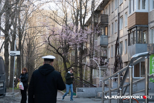 Источник: Елена Буйвол / VLADIVOSTOK1.RU