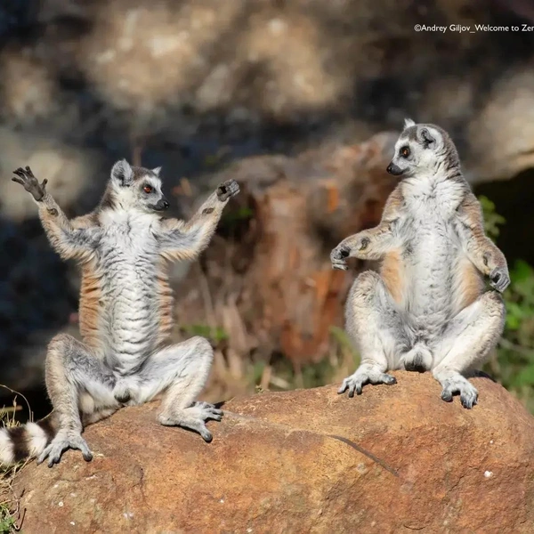 Источник: Nikon Comedy Wildlife Awards