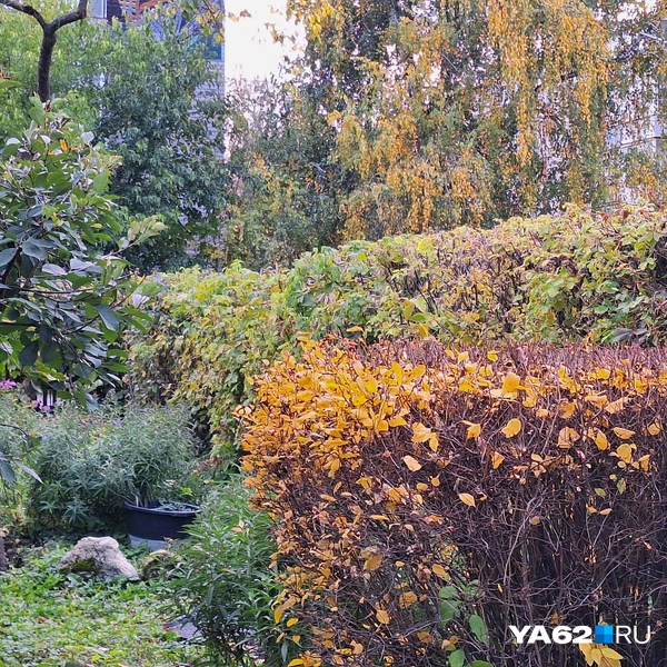 Руслан ухаживает за садом и регулярно выстригает кусты под нужные ему формы | Источник: Мария Борзева / YA62.RU