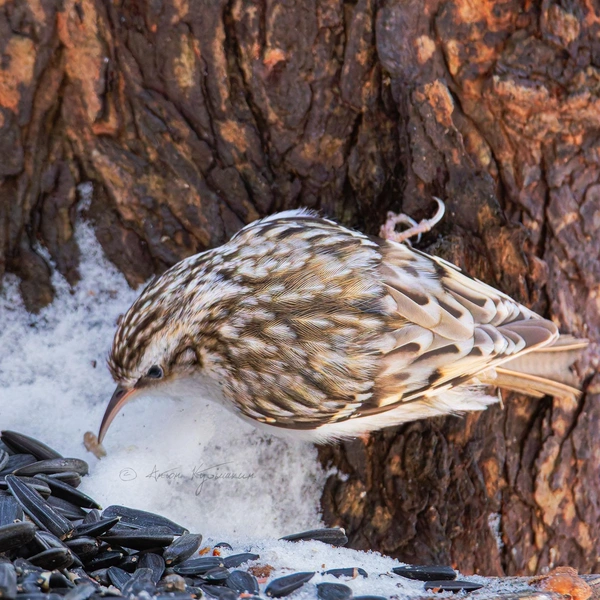 Источник: Антон Кубышкин / Птицы СПб и России