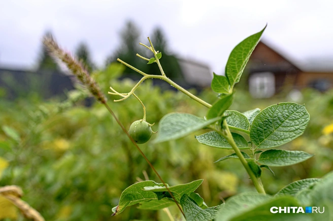 Владельцам участков стоит быть внимательнее | Источник: Олег Фёдоров / CHITA.RU