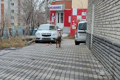 Следком возбудил дело из-за бродячих собак в Воронеже