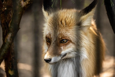 В Кузбассе выявили ещё два случая бешенства