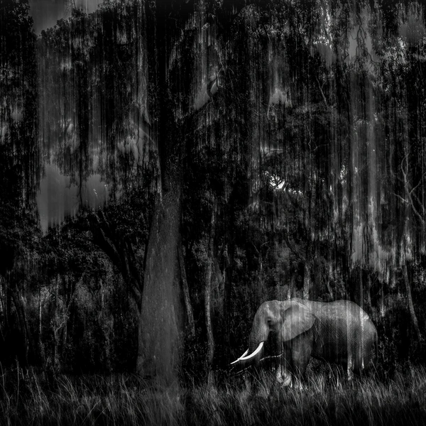 Финалист в номинации «Природное искусство» | Источник: Rahul Sachdev / Wildlife Photographer of the Year 2025