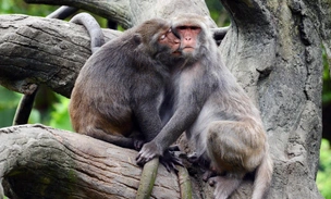 Очень древний обычай: биологи выяснили, когда возникли поцелуи