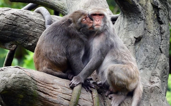 Очень древний обычай: биологи выяснили, когда возникли поцелуи