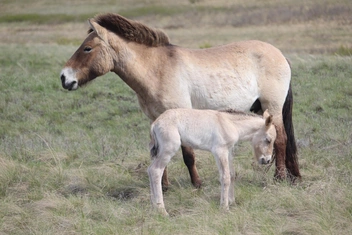 Источник: Центр реинтродукции / ВКонтакте