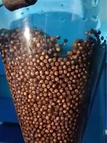 Мы приехали, когда ясли пустовали. На архивных кадрах видно, как в икринках зарождается жизнь | Источник: ферма «ДоброFish»