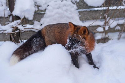 Хозяйка лиса Фоксика объявила вознаграждение за его поимку
