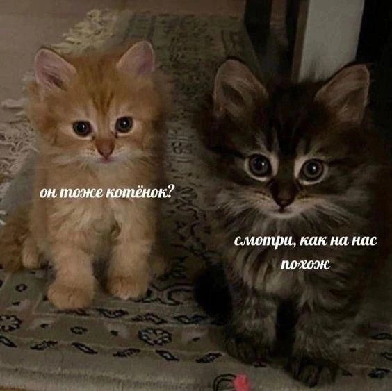 Котята благодарны вам за уделенное время | Источник: Memexpert.net