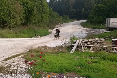 Охотники дежурят в поселках из-за медведей