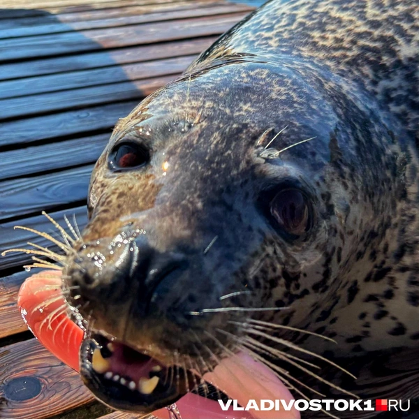 Источник: Елена Буйвол / VLADIVOSTOK1.RU