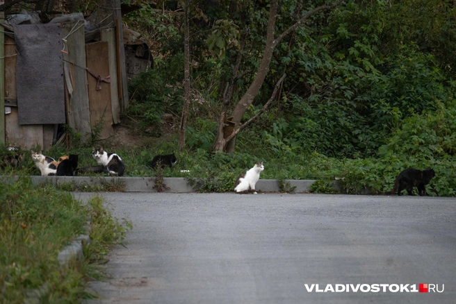 Источник: Елена Буйвол / VLADIVOSTOK1.RU