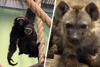 Пермский зоопарк представил новых обитателей