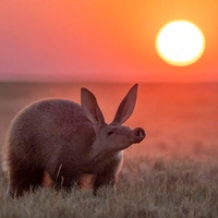 Подведены итоги фотоконкурса Fine Art Photography Awards 2026: оцените лучшие работы финалистов в номинации «Животные»