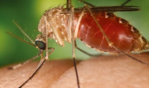 В Петербурге зарегистрировано уже 4 случая заболевания малярией