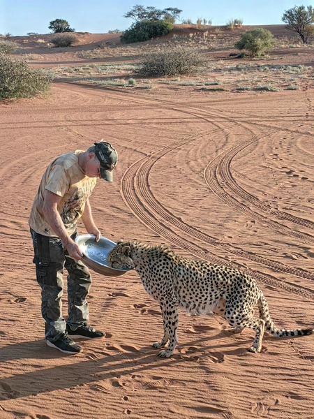 Дикая кошка становится ручной во время обеда | Источник: Лена Михеева / Vk.com
