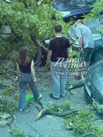 Упавшее дерево на Красноармейской | Источник: «Это Ростов» / Telegram.org