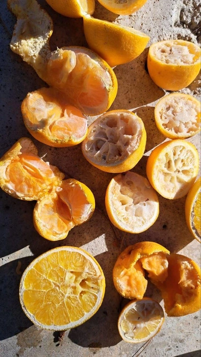 Поврежденные средиземноморской мухой плоды  | Источник: n_kolem/t.me