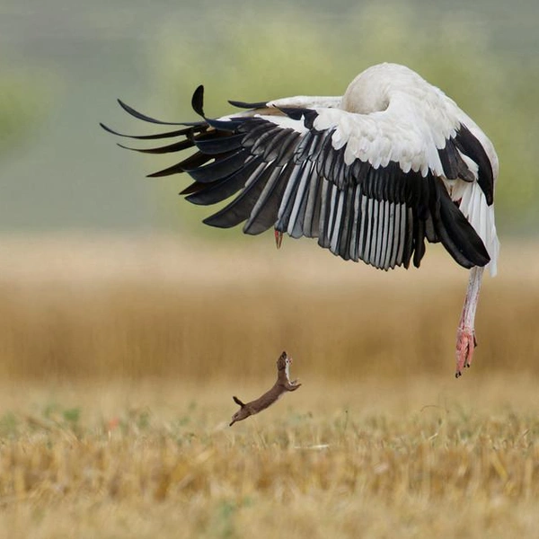 Финалист в номинации «Птицы» | Источник: Helmut Becker / European Wildlife Photographer of the Year 2025