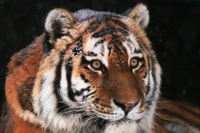 В Ленинградском зоопарке умер амурский тигр Амадей