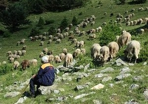 Турецкие пастухи нашли способ подзарядки гаджетов | ya62.ru