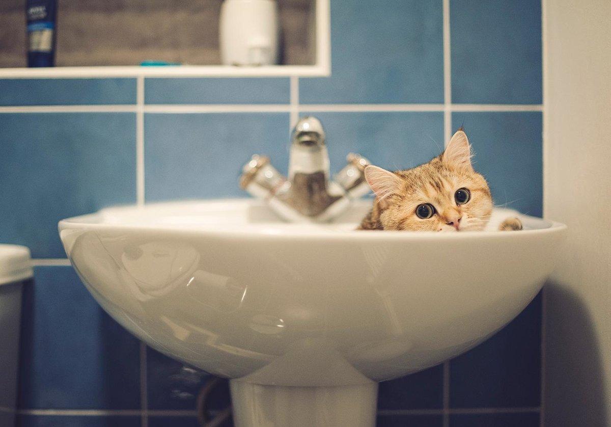 Выключи воду в ванне. Кот в ванне. Кот и кран. Котик в раковине. Нет воды.