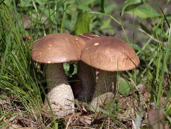 Обычно эти грибы появляются ближе к середине июня | Источник: mycology.su