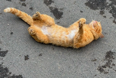 В Алтайском крае сохраняется аномальная жара