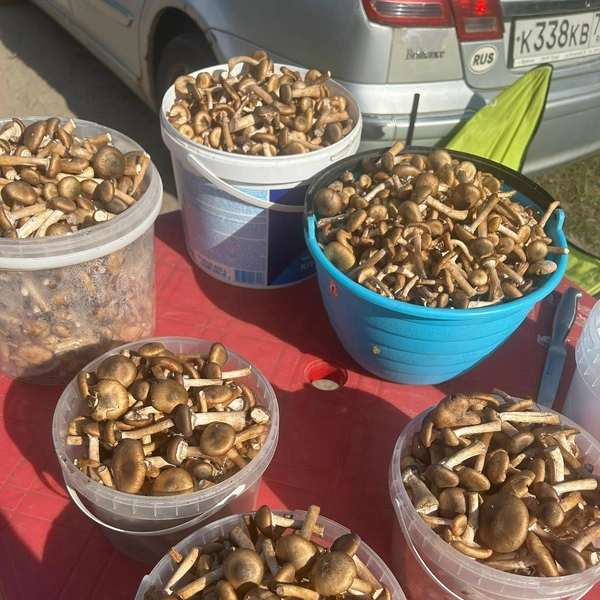 Источник: Kristalina Brilliance / Грибы в Подмосковье 2025 / VK.com