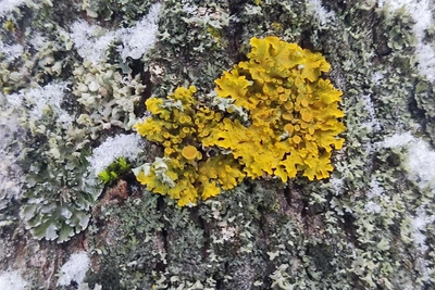 Яркие лишайники найдены в Жигулевском заповеднике