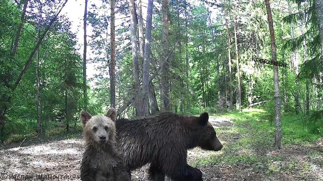 В Нижегородской области семья медведей попала на камеру | Источник: Руслан Шамсутдинов