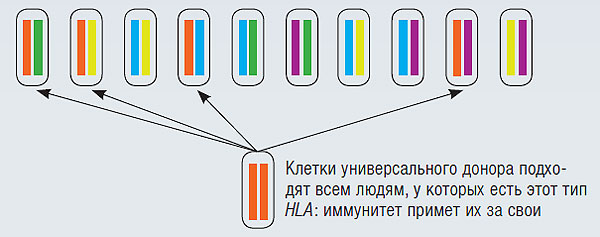 Стволовые клетки: как человечество придумало себе новое чудо