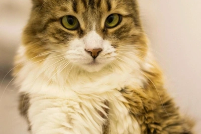 Samara Cat with FIV Needs Special Home