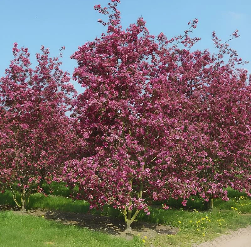 Пример яблони, которая должна появиться на площади  | Источник: администрация города Тюмени