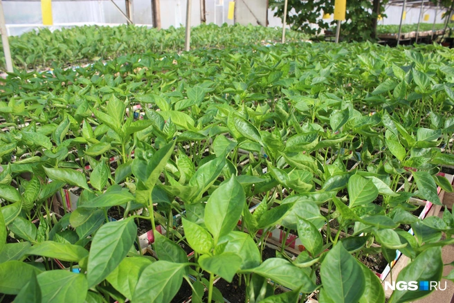 Сажать перцы на рассаду лучше всего в феврале | Источник: Александра Бруня / NGS.RU