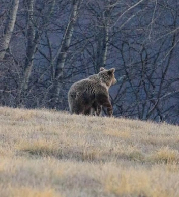 Медвежонка выпустили на волю | Источник: скриншот из видео центра «Пеликан» / Telegram