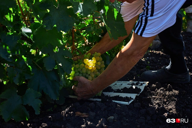 Многие сорта — тяжеловесы с ягодами от 20 граммов каждая | Источник: Роман Данилкин / 63.RU