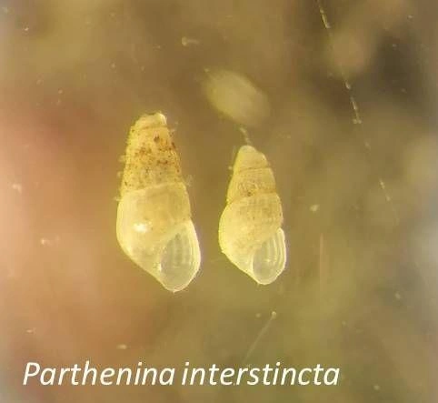 Источник: екатерина Коваленко