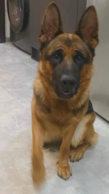 Хозяин заявил, что собака дружелюбная | Источник: читатели V1.RU 