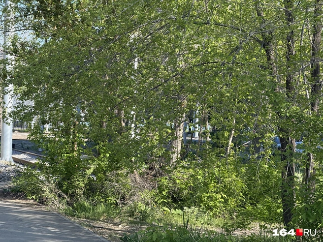 Сделать из Саратова город-сад пока не получается, только наоборот | Источник: Сергей Петунин / 164.RU