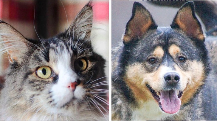 Котопёс недели: возьмите из приюта его величество пса Остина или ее сиятельство кошку Графиню | Источник: приют «Печатники»