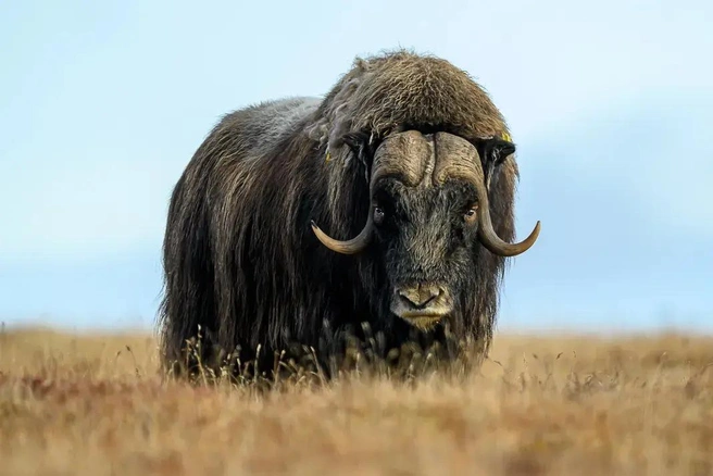 Источник: Rachel Spencer / photocontest.smithsonianmag.com