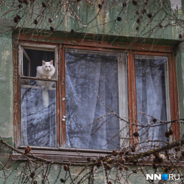А этот смог выглянуть, чтобы подышать свежим воздухом | Источник: Наталья Бурухина / NN.RU