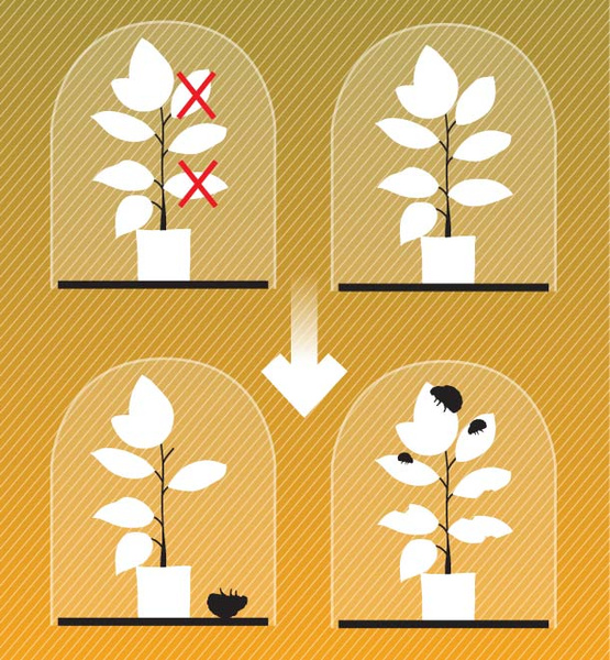 Здравствуй, дерево: как растения общаются втайне от людей
