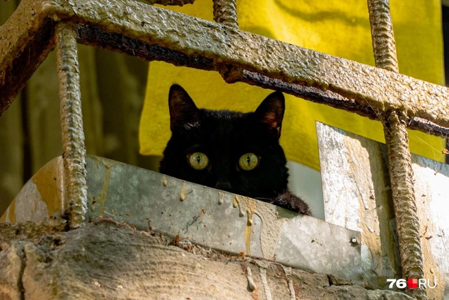 Видимо фотографы редко появляются во дворе этого котика. Отсюда такое удивление | Источник: Кирилл Поверинов / 76.RU